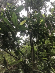 Planchonella sandwicensis