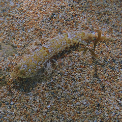 Diplogrammus goramensis