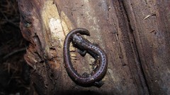 Batrachoseps wrighti