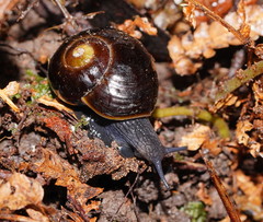 Victaphanta compacta
