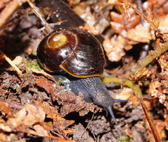 Victaphanta compacta