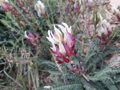 Astragalus monspessulanus