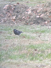 Spodiopsar cineraceus