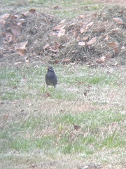 Spodiopsar cineraceus