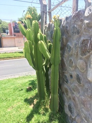 Magnoliopsida