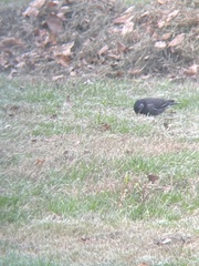 Spodiopsar cineraceus