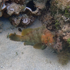 Epinephelus rivulatus