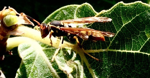Peruvian Paper Wasp