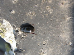 Hydrobius