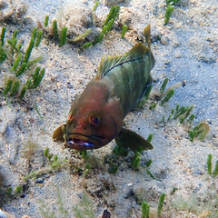 Epinephelus rivulatus