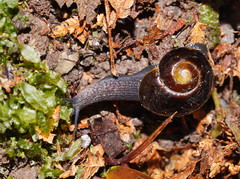 Victaphanta compacta