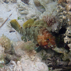 Epinephelus rivulatus