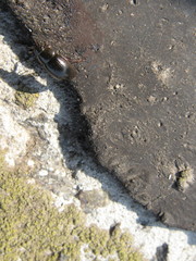Hydrobius