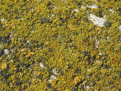 Flavoplaca austrocitrina