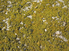 Flavoplaca austrocitrina