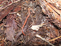 Batrachoseps wrighti