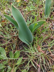Tulipa gesneriana
