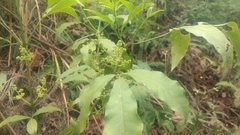 Melicope pteleifolia