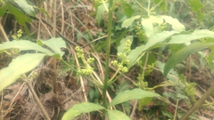 Melicope pteleifolia