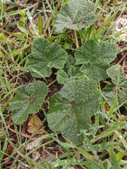 Alcea rugosa