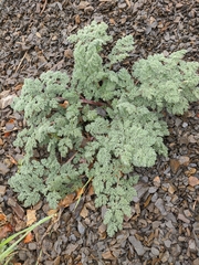 Astrodaucus littoralis