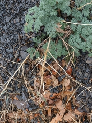 Astrodaucus littoralis