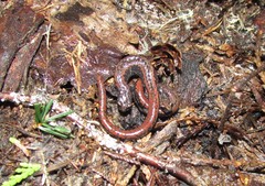 Batrachoseps wrighti