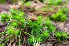 Isolepis hystrix
