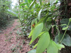 Micrathena fissispina
