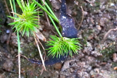 Isolepis hystrix