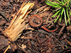 Batrachoseps wrighti