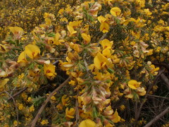 Pultenaea hispidula