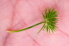 Isolepis hystrix