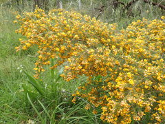 Pultenaea hispidula