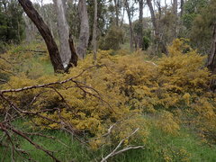 Pultenaea hispidula