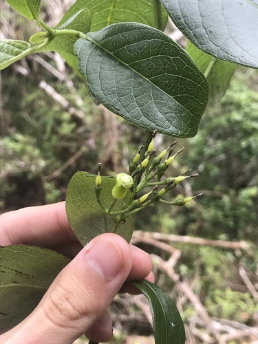 Geniostoma kaalae