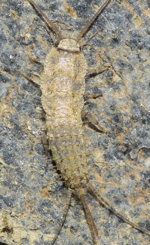 Ctenolepisma almeriense