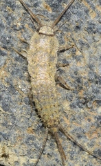Ctenolepisma almeriensis