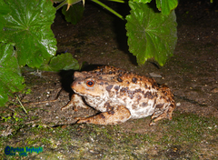 Bufo eichwaldi
