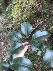 Cheirodendron trigynum