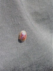 Cassida subreticulata