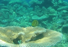Chaetodon rainfordi
