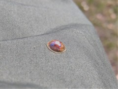 Cassida subreticulata