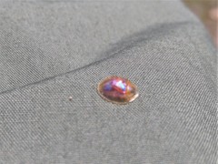 Cassida subreticulata