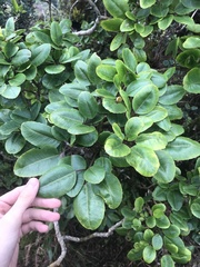 Cheirodendron trigynum