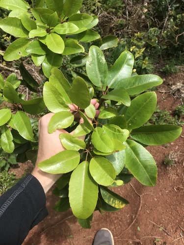 Cheirodendron trigynum