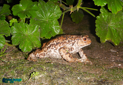 Bufo eichwaldi
