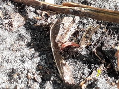 Pheidole megacephala