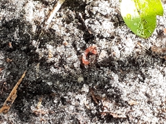 Pheidole megacephala
