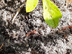 Pheidole megacephala